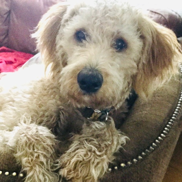 Meet your Posher, Peggy - Picture 2 of 9